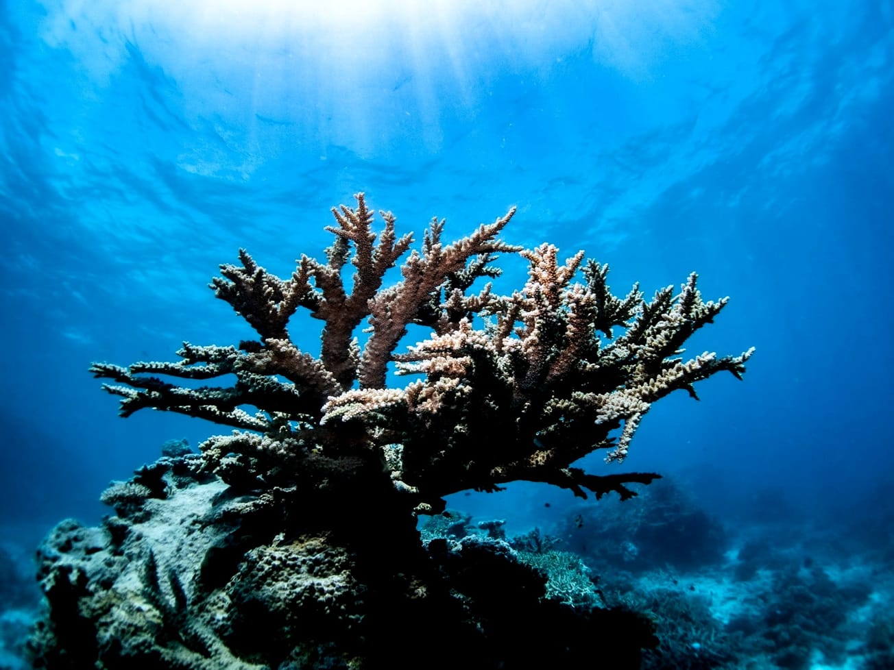 Climate-impacted Global Bleaching Of Corals Threatens Marine Fisheries