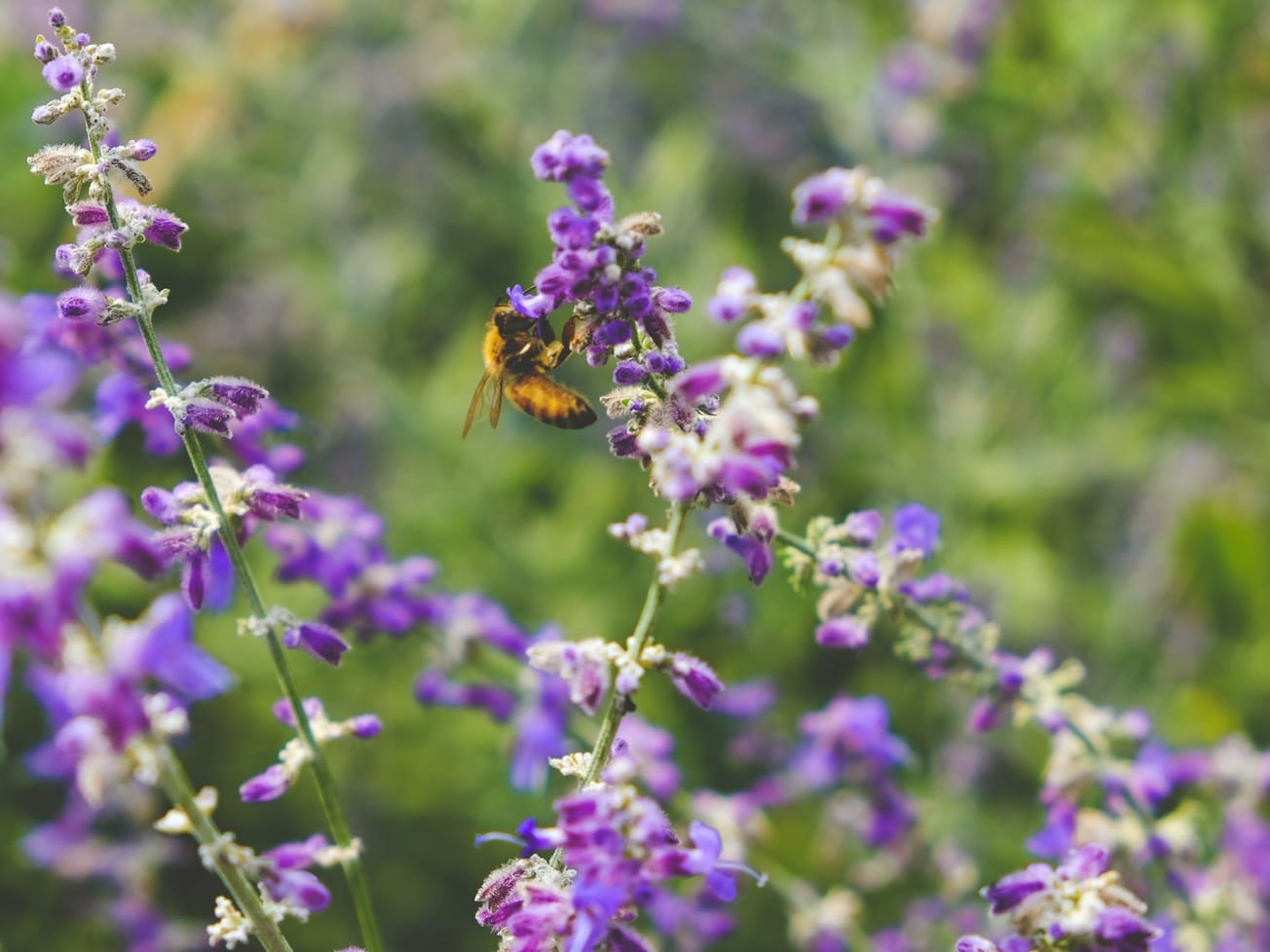 Biodiversity summit to focus on profit sharing from DNA sequences