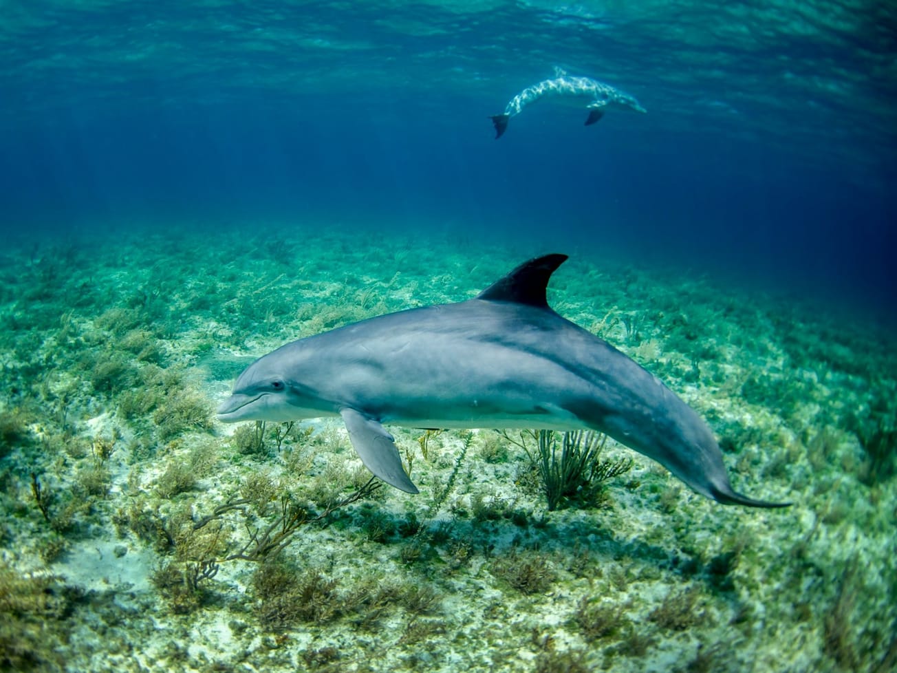 No universal law protects the marine species and minerals in the high seas that cover about 45% of Earth's surface