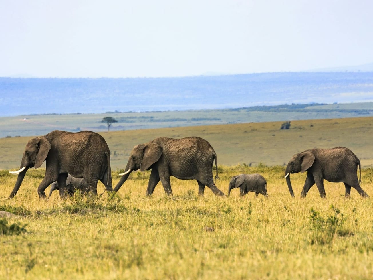 As the Earth grows ever hotter, African leaders see a new role for themselves in combating climate change.