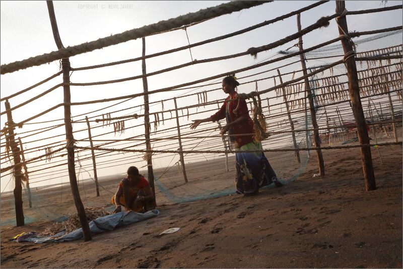 Fish drying on racks at a beach in Gujarat, India