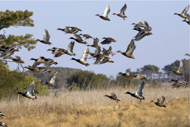 Waterfowl fly over U.S. wetlands at Chincoteague National Wildlife Refuge